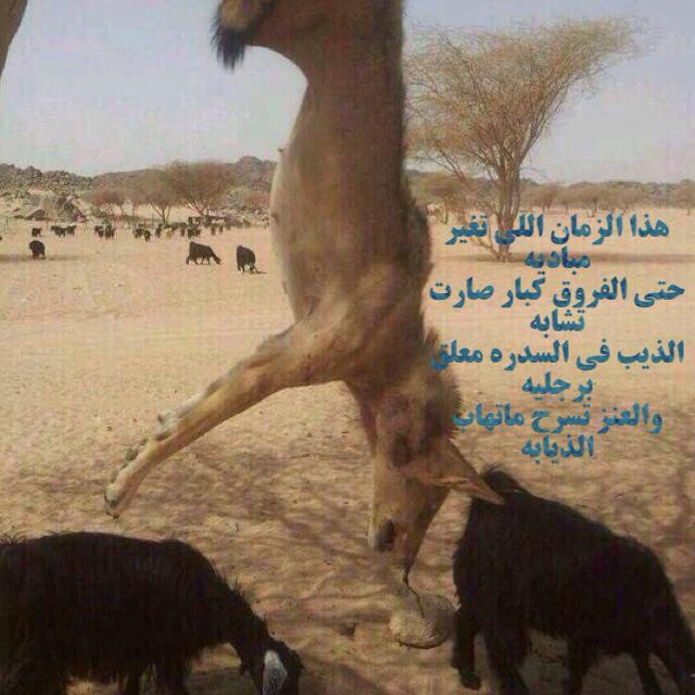هيف العسكر (@z556496797) on Twitter photo 