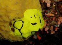 光合成する珍しい生物 テングモウミウシ 別名 葉っぱのヒツジ あまりに可愛過ぎて話題に Togetter