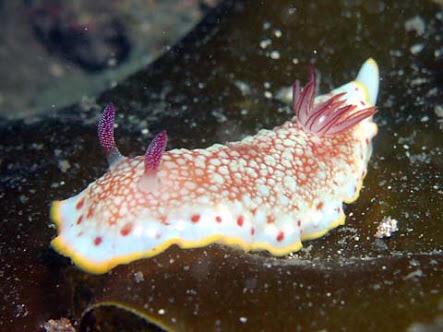 蝙蝠 個人的に名付け理由が可愛いウミウシは イチゴミルクウミウシ 苺ミルク色だから コンペイトウウミウシ 金平糖っぽいから シロウサギウミウシ 白兎っぽいから シモフリカメサンウミウシ 背中の模様が亀さんっぽいから の四体です Http T