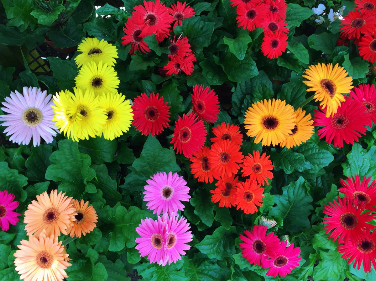 These gorgeous #Gerberas just arrived! They come in many different colours and make amazing cutting #flowers!!