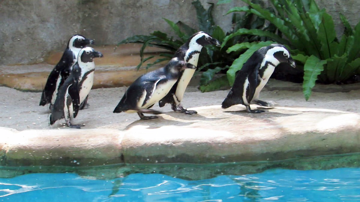 Wisata Gembira Loka Ada Komodo Dan Penguin Sang Guru
