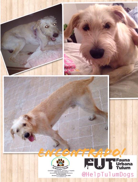 HelpTulumDogs's tweet image. Amigos, estamos buscando a los dueños de este perro que encontramos en Av. Tulum, lo reconoces? Nos ayudas con un RT?