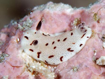 蝙蝠 個人的に名付け理由が可愛いウミウシは イチゴミルクウミウシ 苺ミルク色だから コンペイトウウミウシ 金平糖っぽいから シロウサギウミウシ 白兎っぽいから シモフリカメサンウミウシ 背中の模様が亀さんっぽいから の四体です Http T