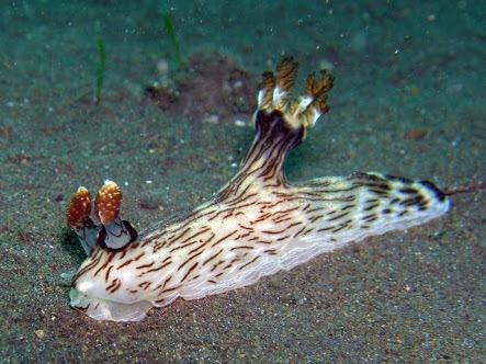 光合成する珍しい生物 テングモウミウシ 別名 葉っぱのヒツジ あまりに可愛過ぎて話題に Togetter