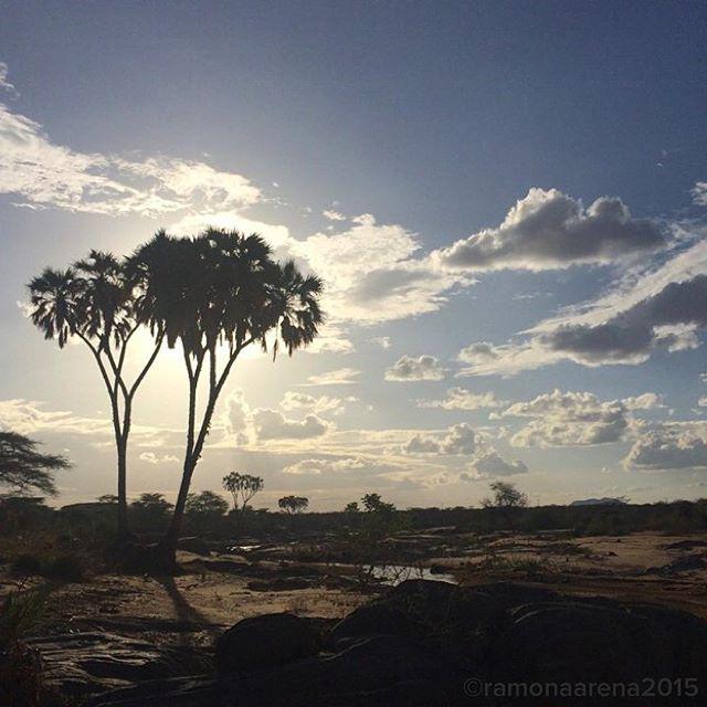 kenyapics's tweet photo. Doum Palms at sunset at Shaba, Samburu. http://t.co/AsLXqQ699F #TheViewInKenya http://t.co/C7kPdVoTJI