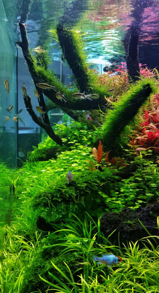 FaaoAquascaping's tweet image. Side view of my 350L planted tank 

#FAAO #Aquaflora #ELOS #AQVAINNOVA