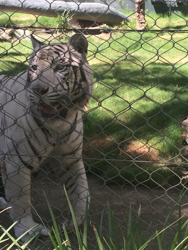 Shel_Patterson's tweet photo. Met Siegfried today at the #MGMmirage secret garden! #MGMMAP2015 #MIrageMAP http://t.co/tDsW3h4wRq
