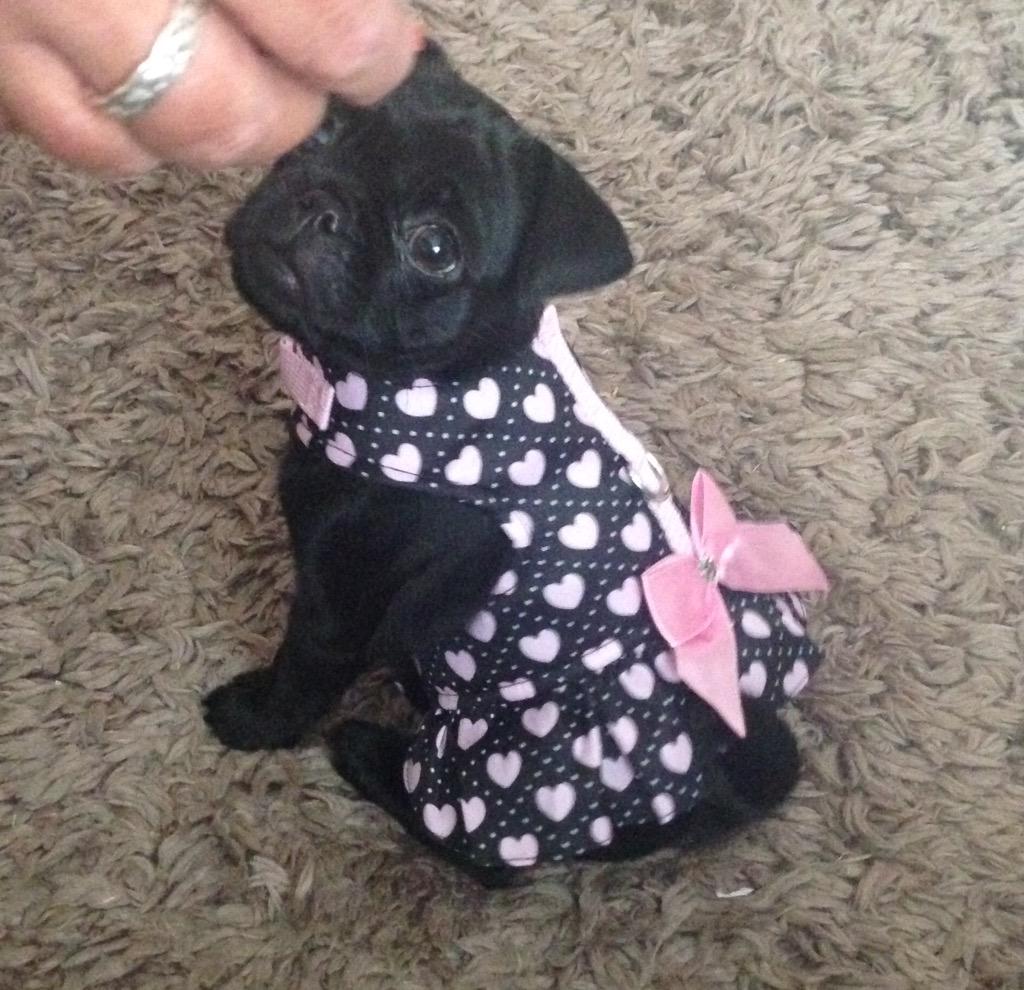JustGem29's tweet photo. Rosie's new dress 💕🐶💕 #pugs #toocute #adorable #pugbaby http://t.co/LUdRE6AQHB
