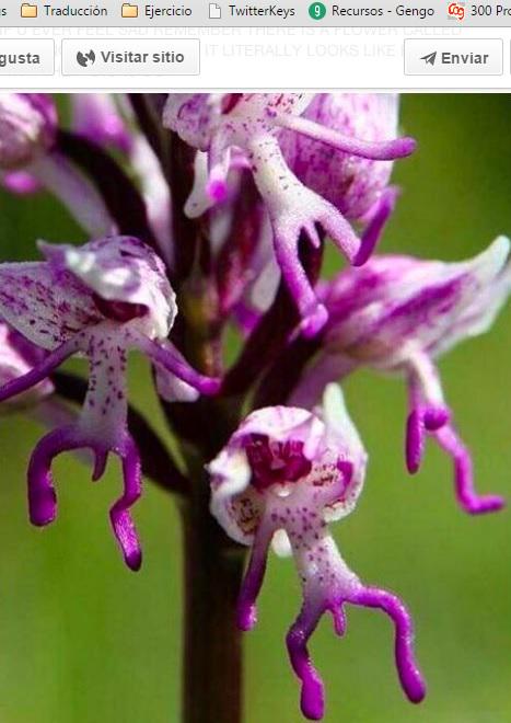 Cuando estéis tristes, pensad que hay una orquídea, la Orchis italica, hecha de hombrecillos desnudos que caen.