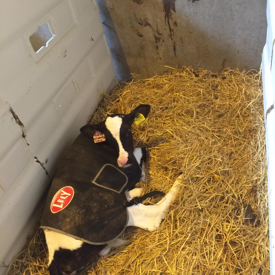 wildmanheather's tweet photo. It's safe to say @LelyForageDairy hav 2day #wellcovered #StrandheadOpenDay @molevalley http://t.co/9lpDwAL76E