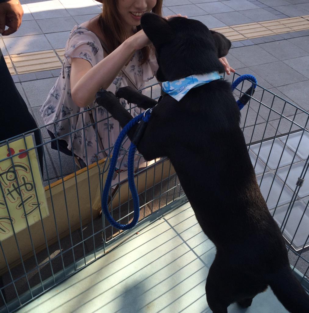 hiroyo314's tweet photo. 今日の里親さがし緑ちゃん、里親希望者さん現れました。24日お届けです。白相変わらずで随分痩せました。仔猫達少しばて気味ですが、日照不足の為真菌、クル病予防には丁度いいかも http://t.co/mEyDNVFON6