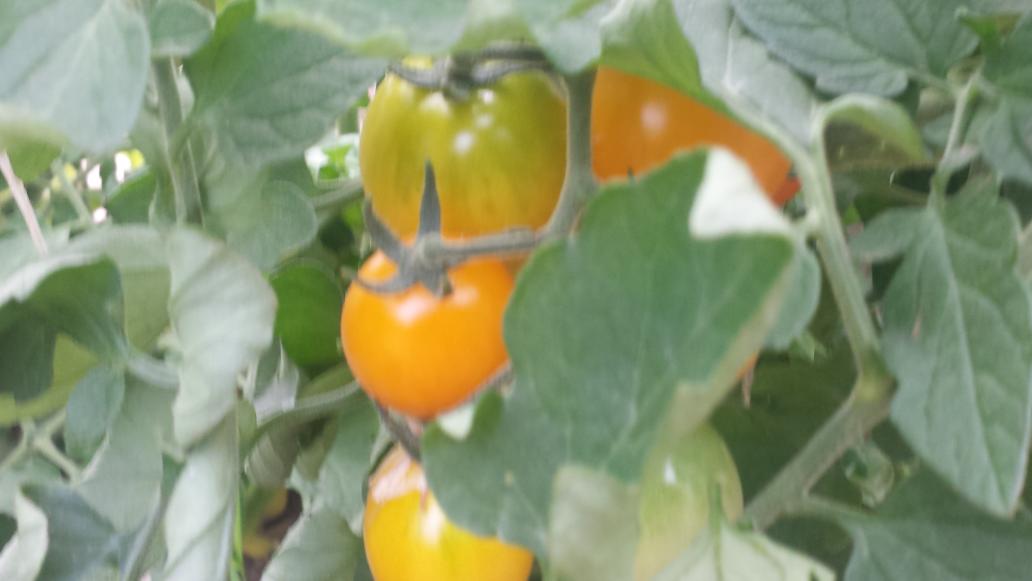 locofields's tweet photo. Let the summer veg begin...#mousemelons #heirloomtomatoes #filetbeans http://t.co/jysq7iLZlN