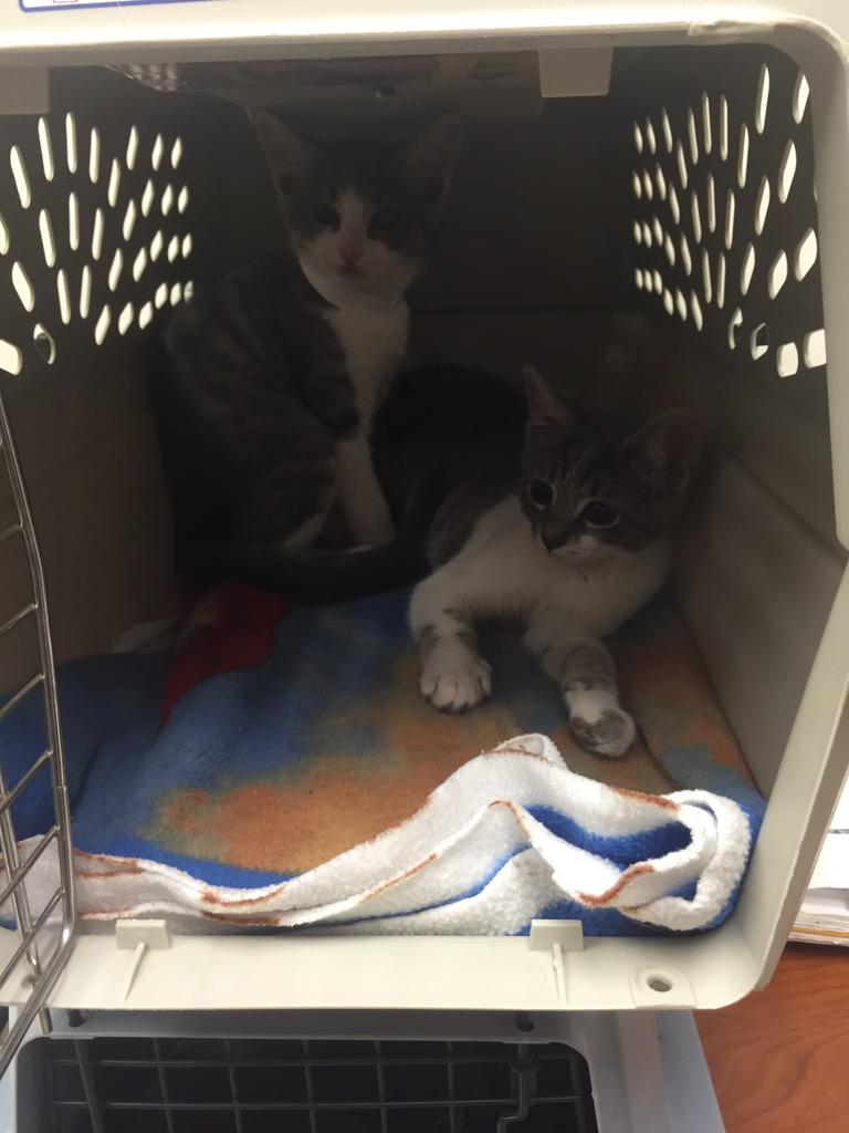 1171Petsmart's tweet photo. First arrivals for Kitty Palooza! 😻 Thank you @vbspca foster families for saving lives with us! #EastRegionEvents http://t.co/taE5aDBZVq