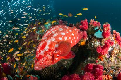 The_Bail's tweet photo. Scuba diving, Ponto De Oura Mozambique @GetawayMagazine @PrintWild #FavouriteGetaway http://t.co/SWj74nv3v8