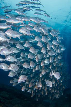 The_Bail's tweet photo. Scuba diving in Sodwana Bay @GetawayMagazine @PrintWild #FavouriteGetaway http://t.co/HUIeUsx2c6