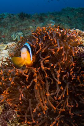 The_Bail's tweet photo. Scuba diving in Sodwana Bay @GetawayMagazine @PrintWild #FavouriteGetaway http://t.co/MGJJIo2aXK