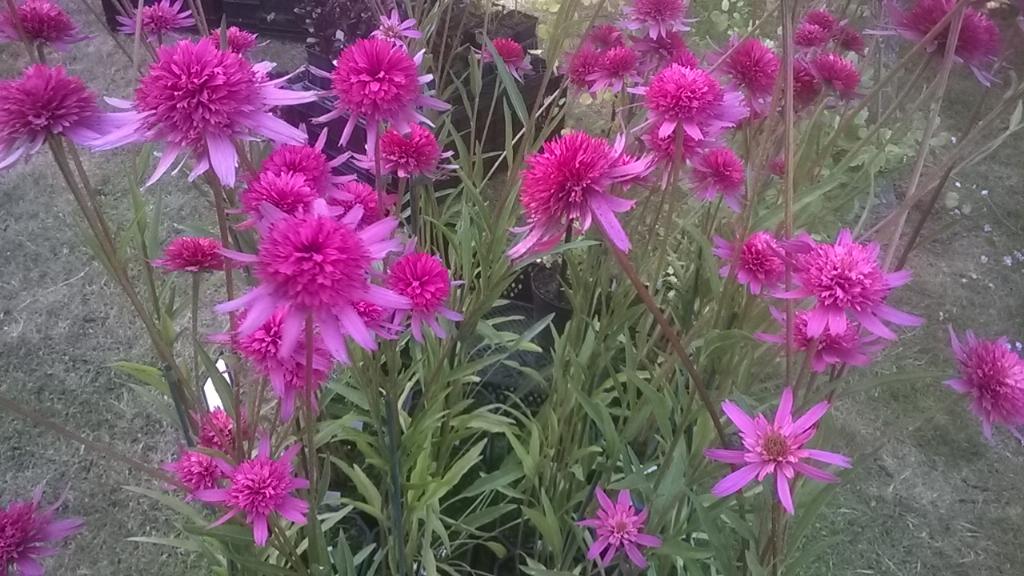 Beautiful day to have a stand <a href="/RWRHS/">RWR&HS</a> summer show here below @WindsorCastleBerksUK if you are visiting.