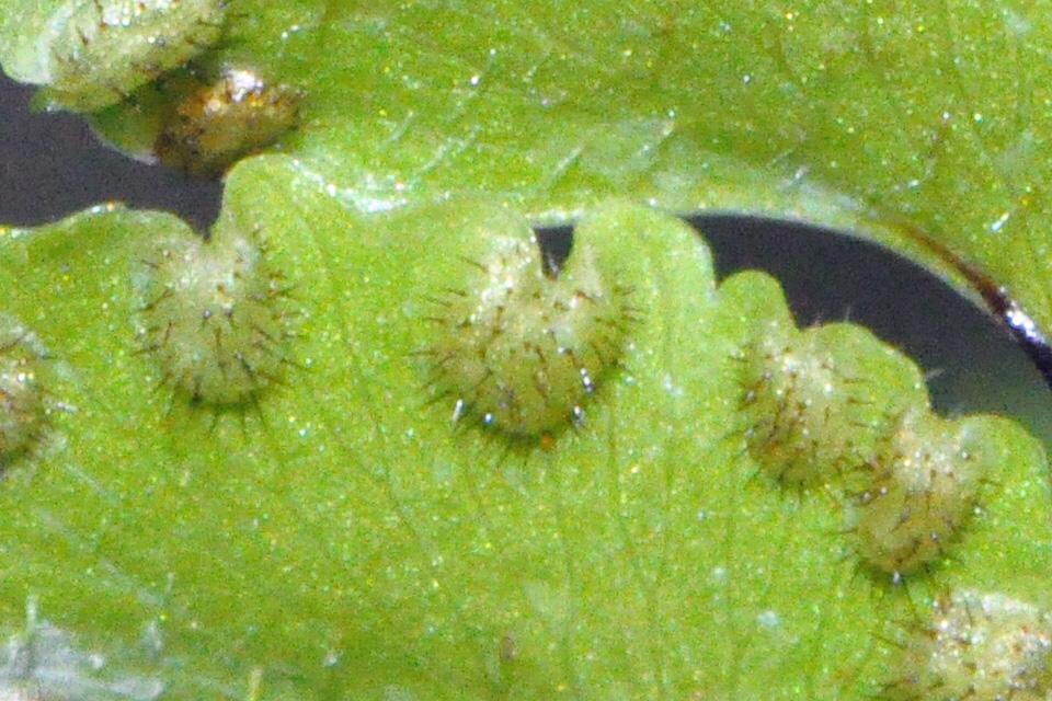 Jolanda Fernatic On Twitter Hairy Indusia Of Adiantum