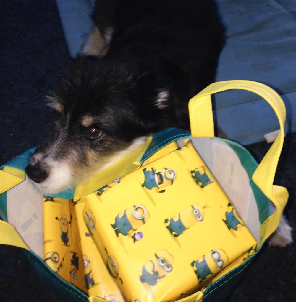 Angelthefurball's tweet photo. I can open those for you mum http://t.co/Yubag1QqGl