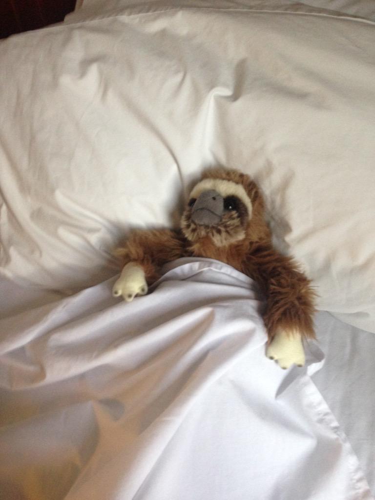 campus_essen's tweet photo. Saturday morning. 

#sidthesloth #imnotgettingoutofbed #saturdaymorningcartoons #CE #college #collegelife http://t.co/XHFCBMLmk0