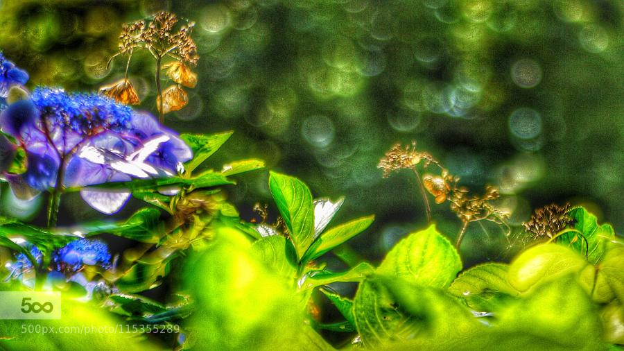 CoverGap's tweet image. 2 types of #Hydrangea by miyacafetime - covergap.com/2-types-of-hyd… #2types #Bloom #Rustling #Wither