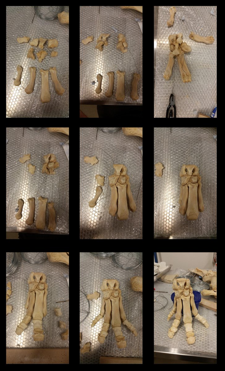 AnthonyWilkes79's tweet photo. #tapirskeleton building the forefoot :) http://t.co/UkaSKQdlqg