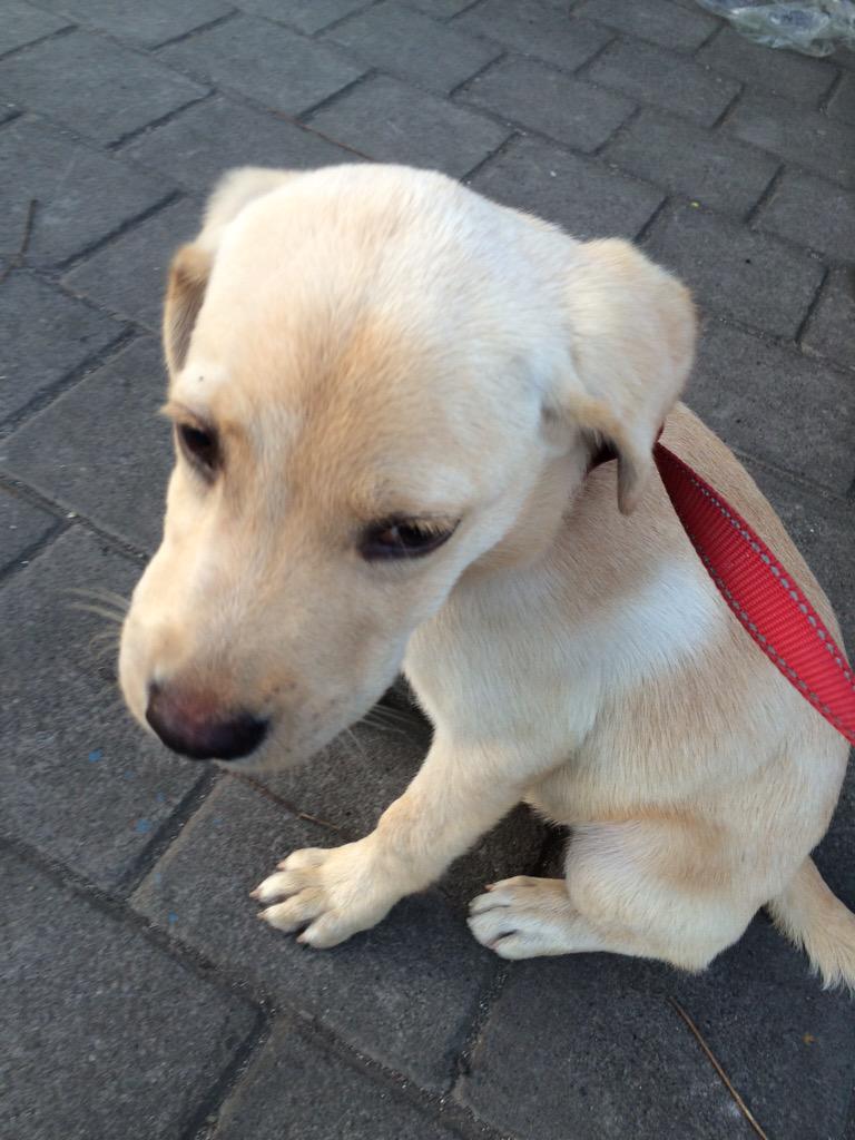 oming18_'s tweet photo. Di jual cepat,labrador betina. Harga bisa nego,yg minat line:oming18 http://t.co/ZKRv7NDqCM