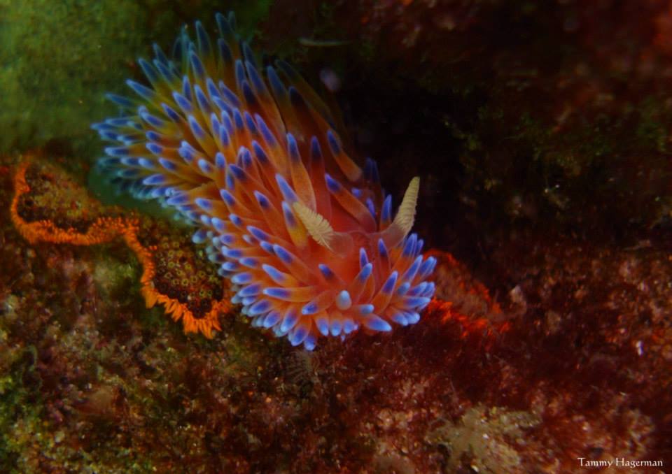 Prodive Plett tweet media