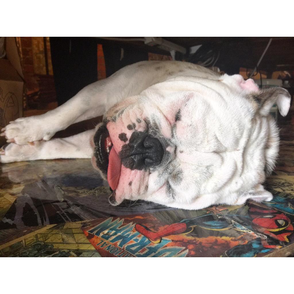 becomeHOOKED's tweet photo. #morningroutine #nap #stillnotawake #sgtpepper #teamsgtpepper #hooked #becomehooked #englishbulldog #fxbg http://t.co/rqEBLsFpjA