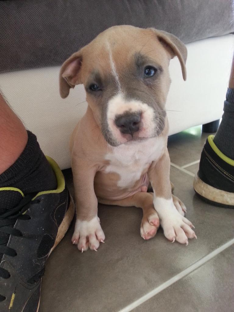 Amstaff Twitterren Nouvelle Arrivant Mon Americain Staff Bleu Fawn Qui Et Fatigue Http T Co Socj8ewjpf Amstaff Twitterren Nouvelle Arrivant Mon Americain Staff Bleu Fawn Qui Et Fatigue Http T Co Socj8ewjpf