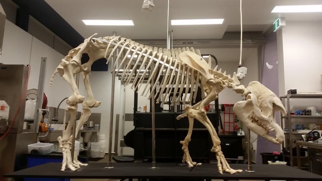 AnthonyWilkes79's tweet photo. Completed #tapirskeleton. On display at the School of Animal and Veterinary Sciences, the University of Adelaide http://t.co/4ya8Y5Sy6M