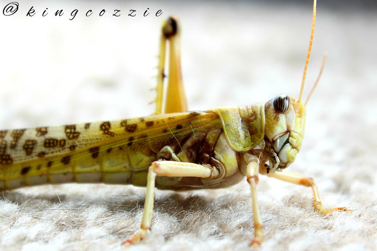 kingcozzie's tweet photo. a few of my unseen snaps
@Cratoz911 
#snapography
#nature
#canon http://t.co/faekSHNFVj