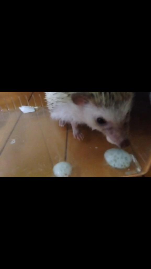 ハリネズミのうにまる 至急 うにが泡を出し始めました 泡付けにしては泡の色が緑っぽく 最近少しだけ元気がないような気がします 部屋の温度は25度を保ってるので夏眠の可能性は低いような気がします 誰かこのような経験の方いらっしゃいますか ハリネズミのうにまる 至急 うにが泡を出し始めました 泡付けにしては泡の色が緑っぽく 最近少しだけ元気がないような気がします 部屋の温度は25度を保ってるので夏眠の可能性は低いような気がします 誰かこのような経験の方いらっしゃいますか