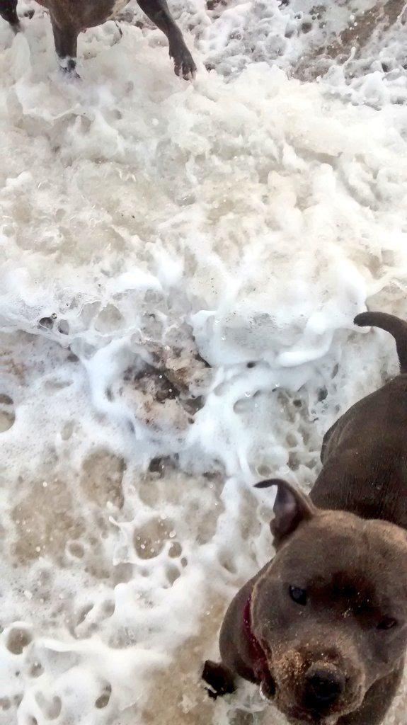 If your near Sutton On Sea today tweeple the sea is warm so get out and dip your toes in.. It's #DogFriendly too! :0)