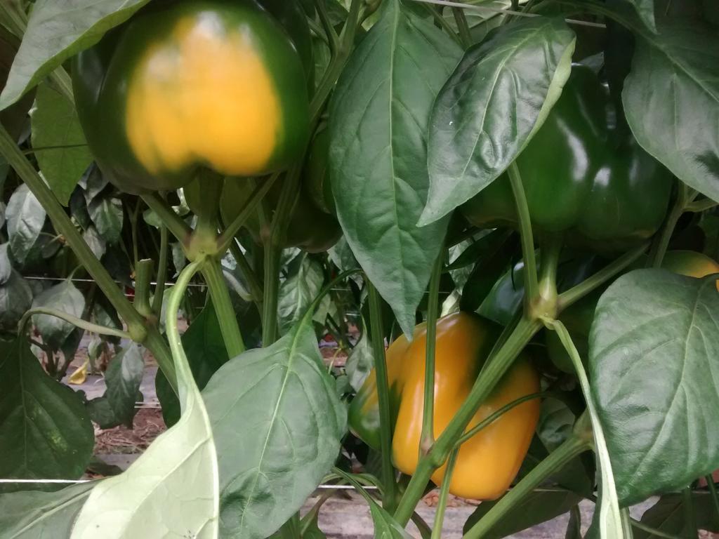FieraPeperone's tweet photo. Ed ecco finalmente i nostri re peperoni! Siamo all'azienda Crivello di #Carmagnola. #peperò http://t.co/m7A9dpERod