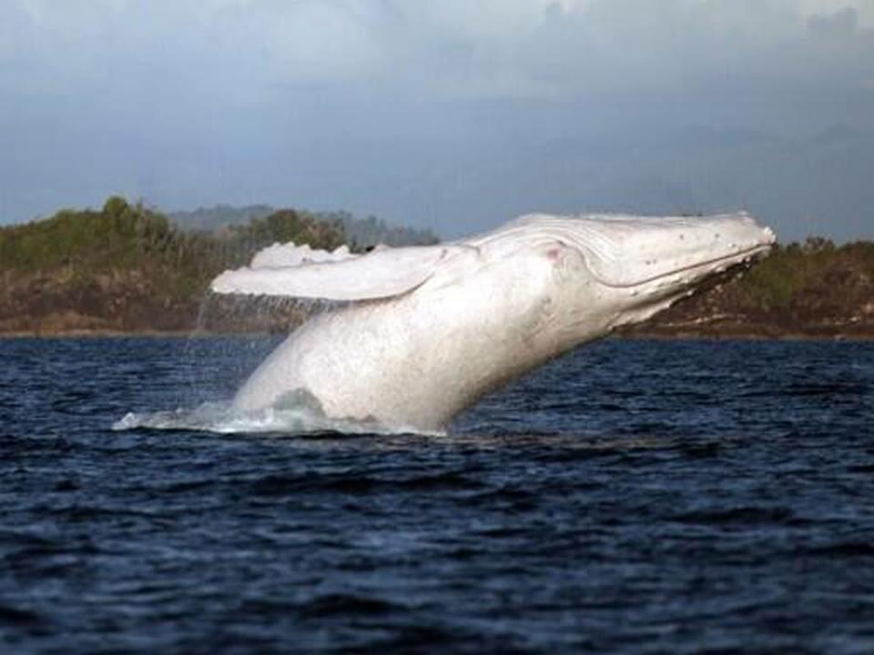 WOW Very rare sighting #albino #humpbackwhale yday off Baltimore #WestCork by Skipper Pat Collins Credit Jenny Dean