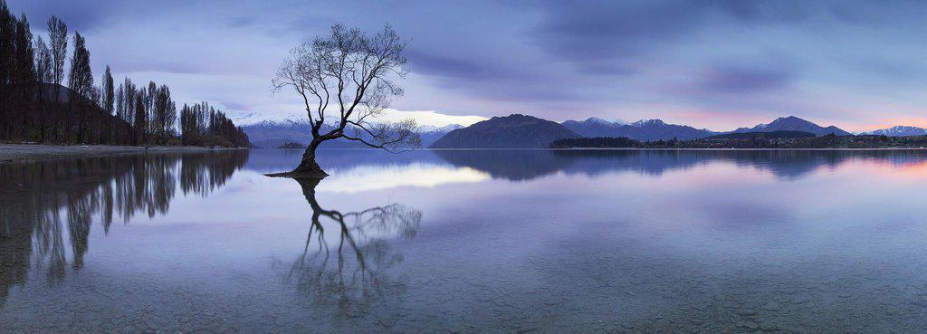 The Lone   Tree, Lake Wanaka, New Zealand