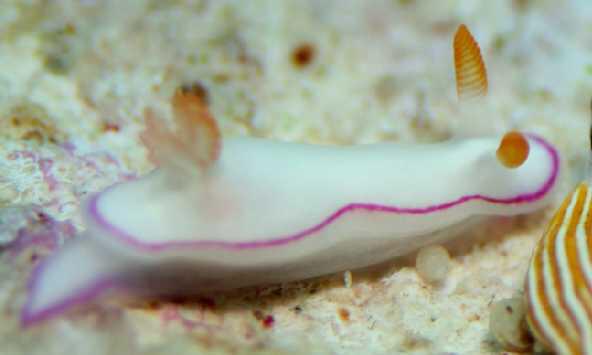 蝙蝠 またウミウシの話してあれなんだけど ドーリス系のウミウシって後ろにお花みたいなふわふわがついてて滅茶苦茶可愛いんですよ この二次鰓の中心にあるのは肛門なので 要はめっちゃ豪華なケツの穴なんですけど超可愛くて大好きなんですよ Http T