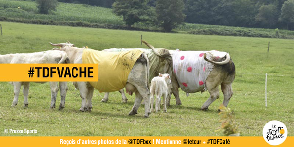 SitePyrenees's tweet photo. #TDFvache @TDFbox @letour Oh la vache!! Une vache peut en cacher une autre!!🐮🐮😜 #TDF2015 #Pyrénées http://t.co/H7XcV0vntl