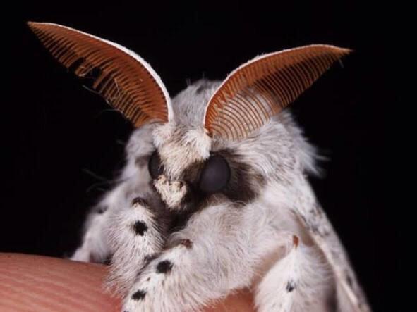 ロージーメープルモスのtwitterイラスト検索結果