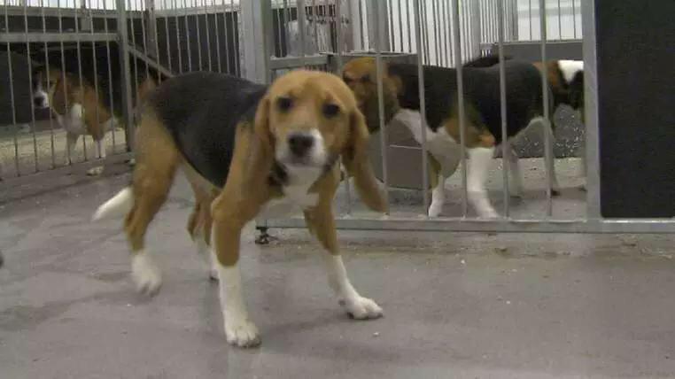 loridowney3's tweet photo. HonDavidCameronMP: Reverse decision to allow Hull breeding farm for #LabBeagles https://t.co/EjZqXoA0Tj
(@4Carmilla) http://t.co/jvF76g4kbd