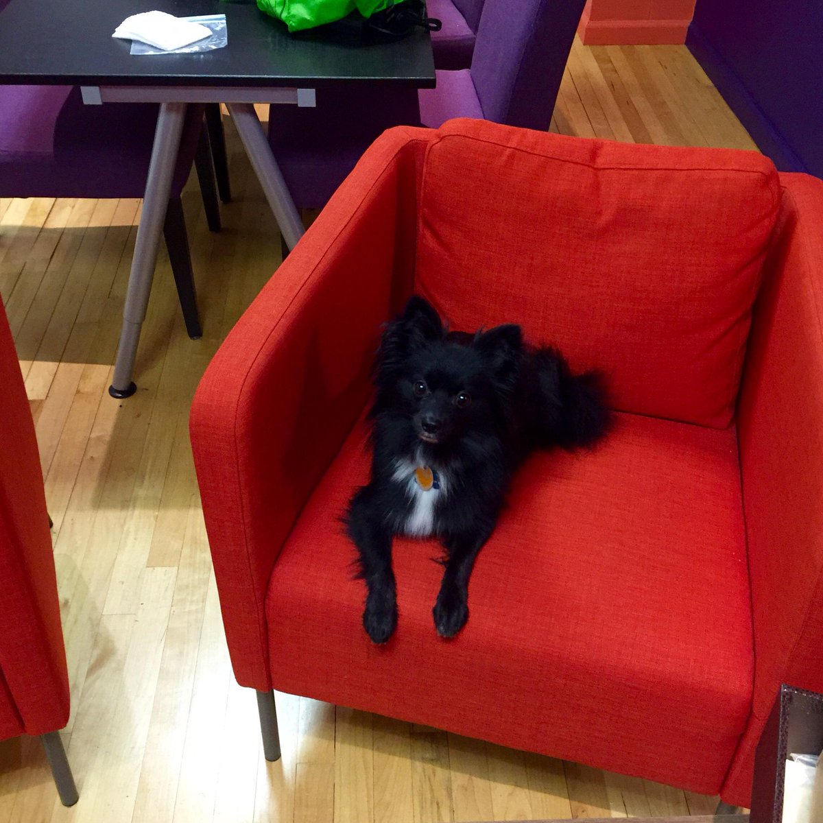 adamlouis365's tweet photo. Our most recent internship applicant. http://t.co/24U4MIFHD0