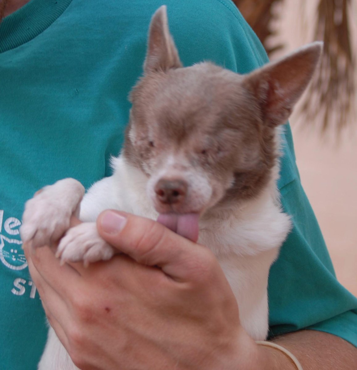 NevadaSPCA's tweet photo. Bravery, tiny rescued angel, full of personality, blind (lost eyes to severe glaucoma). #Adopt
http://t.co/AH2CPb2HKg http://t.co/2p7RS3pnsB