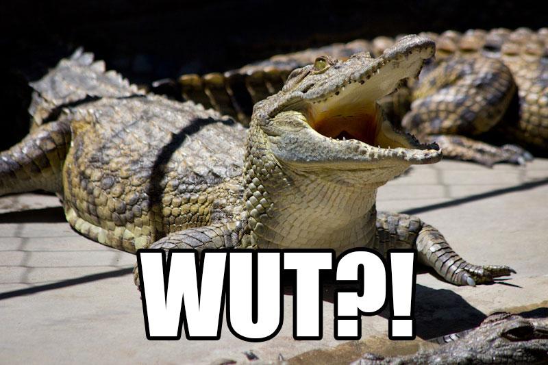 RealPearAO's tweet photo. FACT: Crocodiles can't stick their tongue out! Crazy right?! http://t.co/VyZlyvGZBo