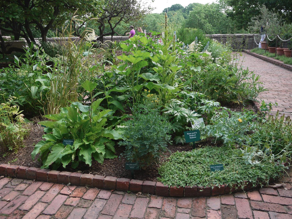 Janemere そういえば前行ったmet所属のcloisters Museum 庭にはいろいろ中世の植物が栽培 されてる 種類がきちんと明記されてて大変勉強になった 例えばマンドレイクはこのような植物だ 丸いのが実 Skyrimを遊んでた感じだったw Http T Co Fgonitzezj