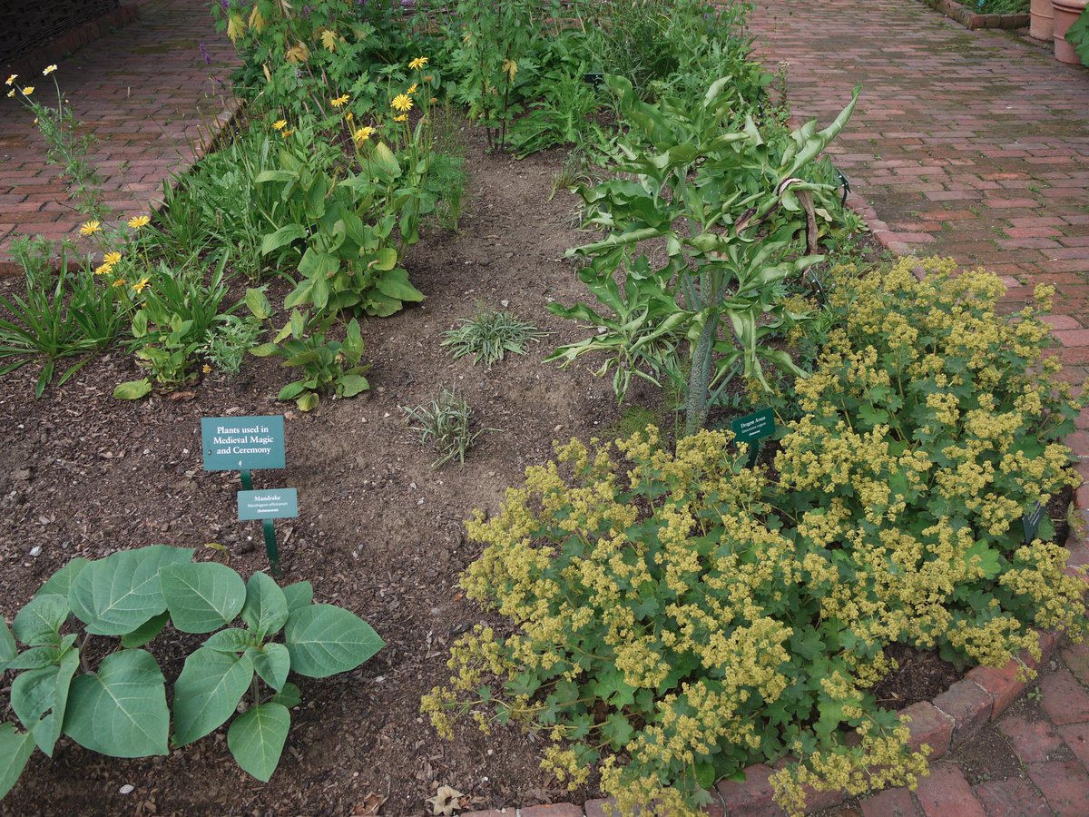 Janemere そういえば前行ったmet所属のcloisters Museum 庭にはいろいろ中世の植物が栽培 されてる 種類がきちんと明記されてて大変勉強になった 例えばマンドレイクはこのような植物だ 丸いのが実 Skyrimを遊んでた感じだったw Http T Co Fgonitzezj