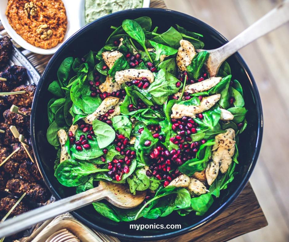 MyPonics's tweet image. Popeye the Sailor is right. Celebrating Fresh #Spinach #Healthy