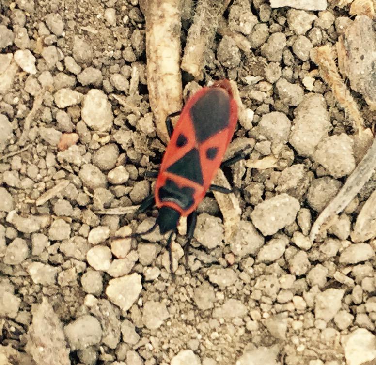 tarastrong's tweet photo. Just saw this guy hiking @elcapcanyon & I am pretty sure he has an evil diabolical plan #devilbug http://t.co/IvEgxpDy0k