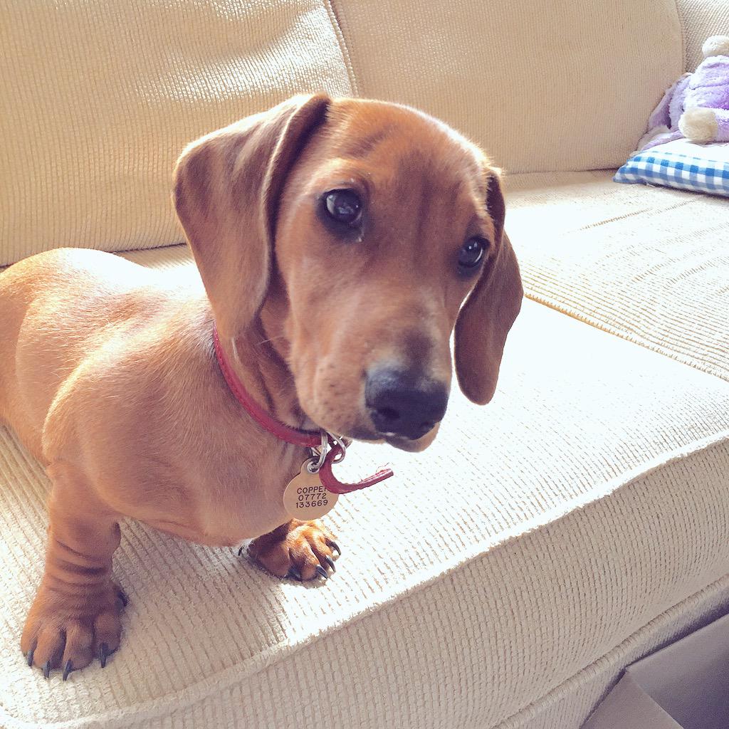 This one 😍🐶 #cutestpuppy #dachshund #doxie