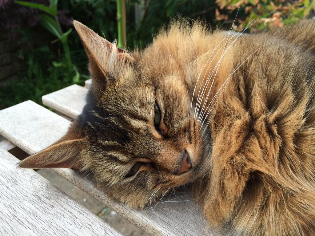 skertoncat's tweet photo. I've had a lazy #caturday which is no different from most days... http://t.co/bU2L5PPGlb